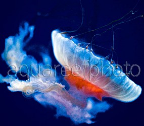 Chrysaora jellyfish 03