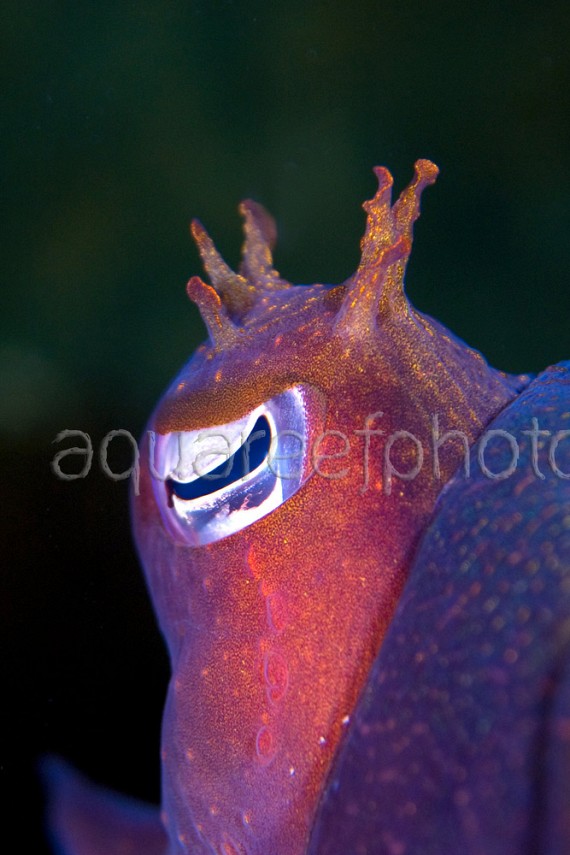 Cuttlefish Sepia apama