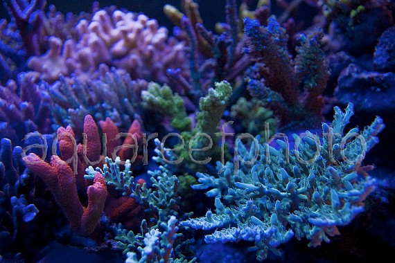 Actinic corals 01