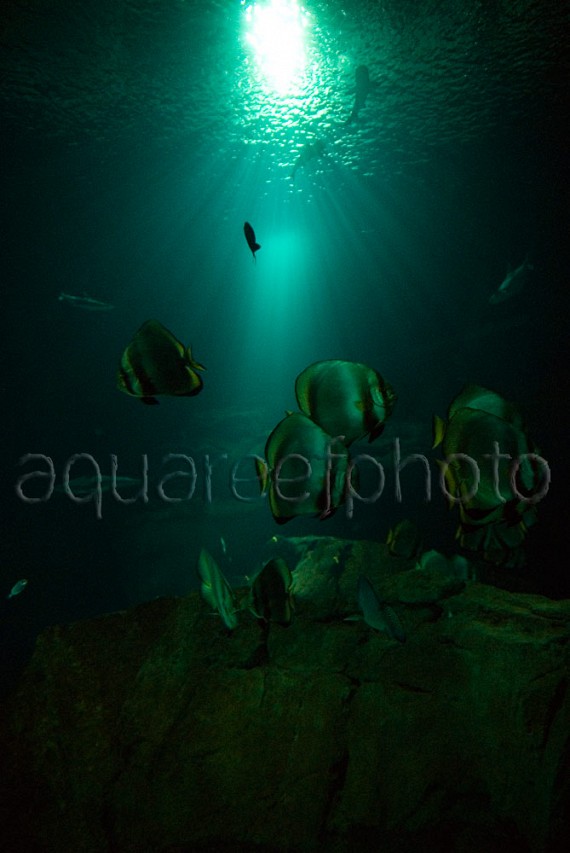 Deep aquarium display 01