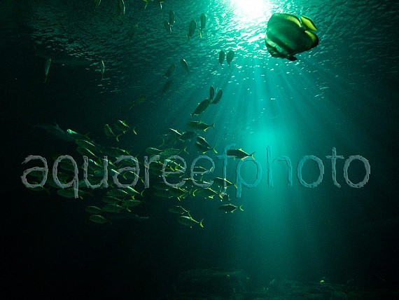 Deep aquarium display 02
