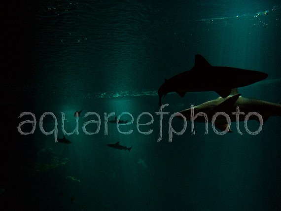 Shark aquarium 01