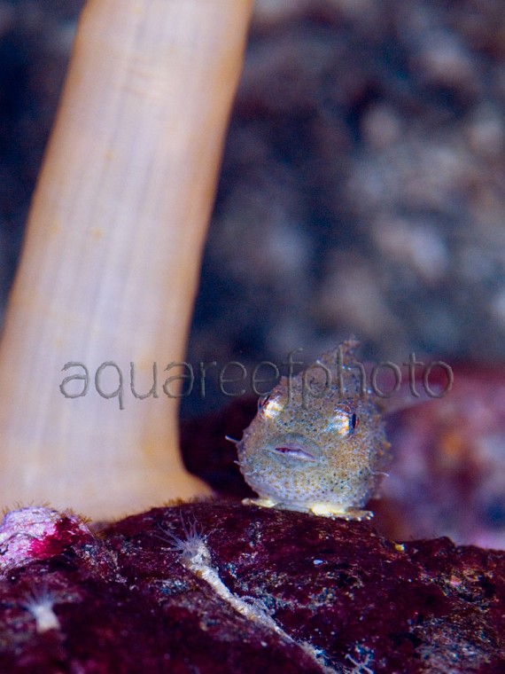 Eumicrotremus spinosus 01