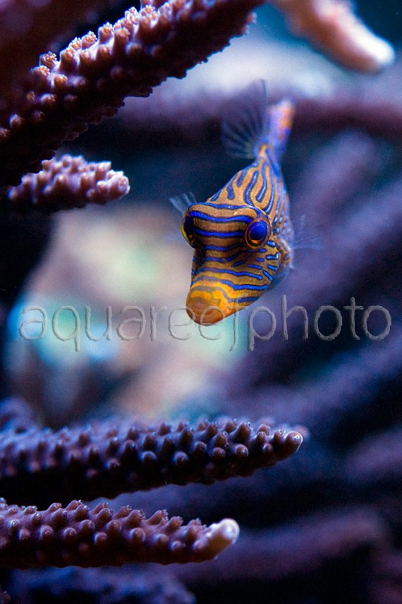 Canthigaster papua 02