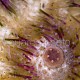 Lytechinus variegatus 02