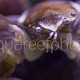 Neopetrolisthes maculatus 06