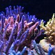 Acropora sp. 02