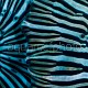 Discosoma 04