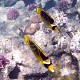 Chaetodon fasciatus 01