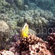 Chaetodon austriacus 01