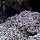 Stonogobiops nematodes 01