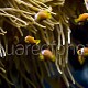 Amphiprion nigripes 01