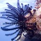 Comanthina nobilis 01