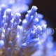 Acropora nana 01