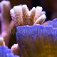 Montipora duo 01