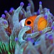 Amphiprion ocellaris 05