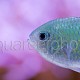 Chromis viridis 05