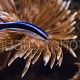 Labroides dimidiatus 03