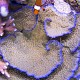 Montipora foliosa 02