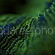 Trachyphyllia geoffroyi 03