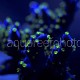Acropora tricolor 01