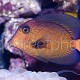 Ctenochaetus hawaiiensis 02
