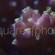Acropora tricolor 02