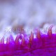 Fungia spinifer 04