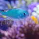 Chromis viridis 06