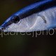 Labroides dimidiatus 04
