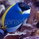 Acanthurus leucosternon 03