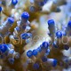 Acropora tenuis 03