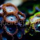 Zoanthus 13