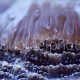 Scolymia vitiensis 02