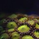 Zoanthus 14