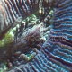Trachyphyllia geoffroyi 05