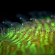 Fungia repanda 01