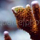 Montipora samarensis 02