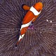 Amphiprion ocellaris 06