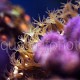 Eunicea polyps 02
