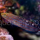 Amblygobius rainfordi 05