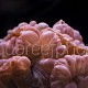 Nemenzophyllia turbida 03
