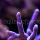 Montipora digitata 01