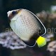 Apolemichthys xanthurus 01