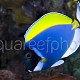 Acanthurus leucosternon 02
