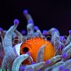 Amphiprion ocellaris 03