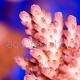 Acropora efflorescens 02