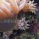 Duncanopsammia 02