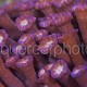 Goniopora 02