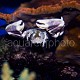 Neopetrolisthes maculatus 05